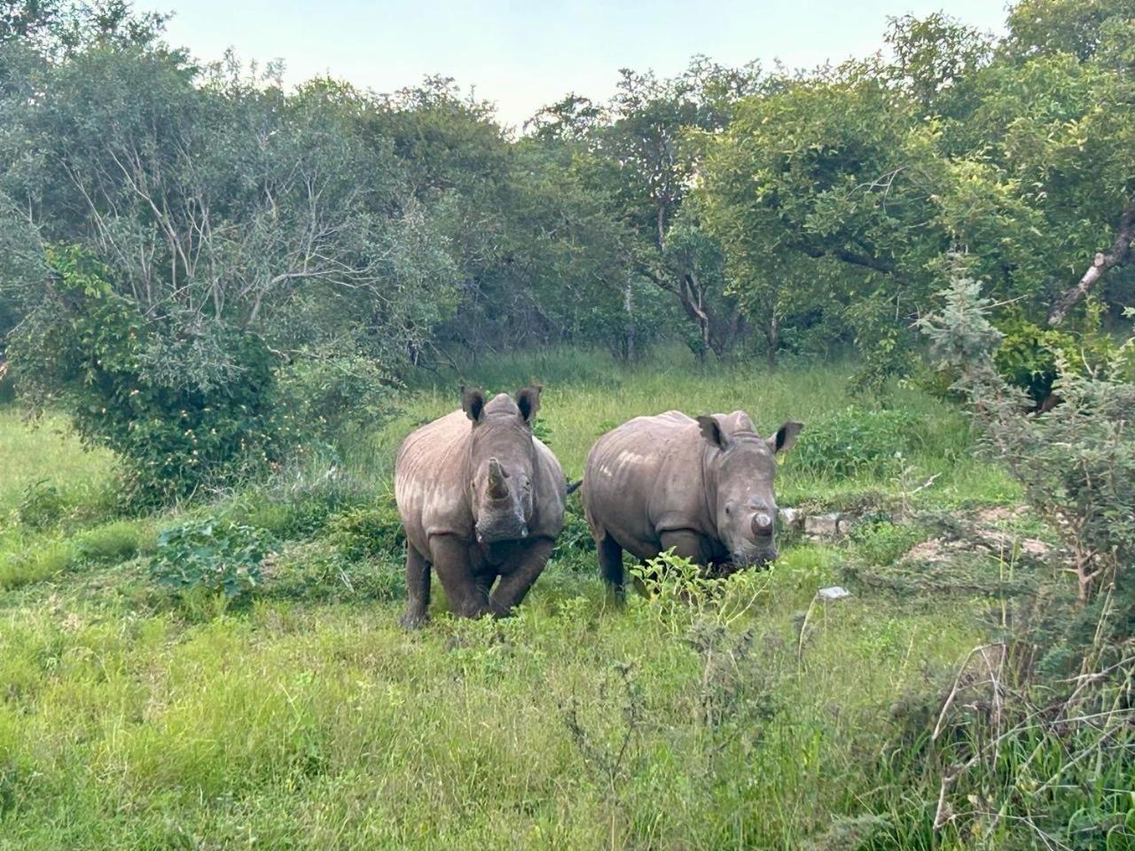Am Lodge - Hoedspruit Bagian luar foto