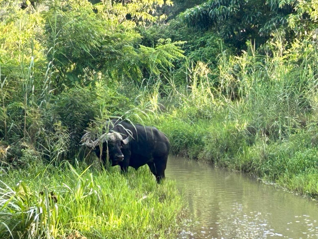 Am Lodge - Hoedspruit Bagian luar foto