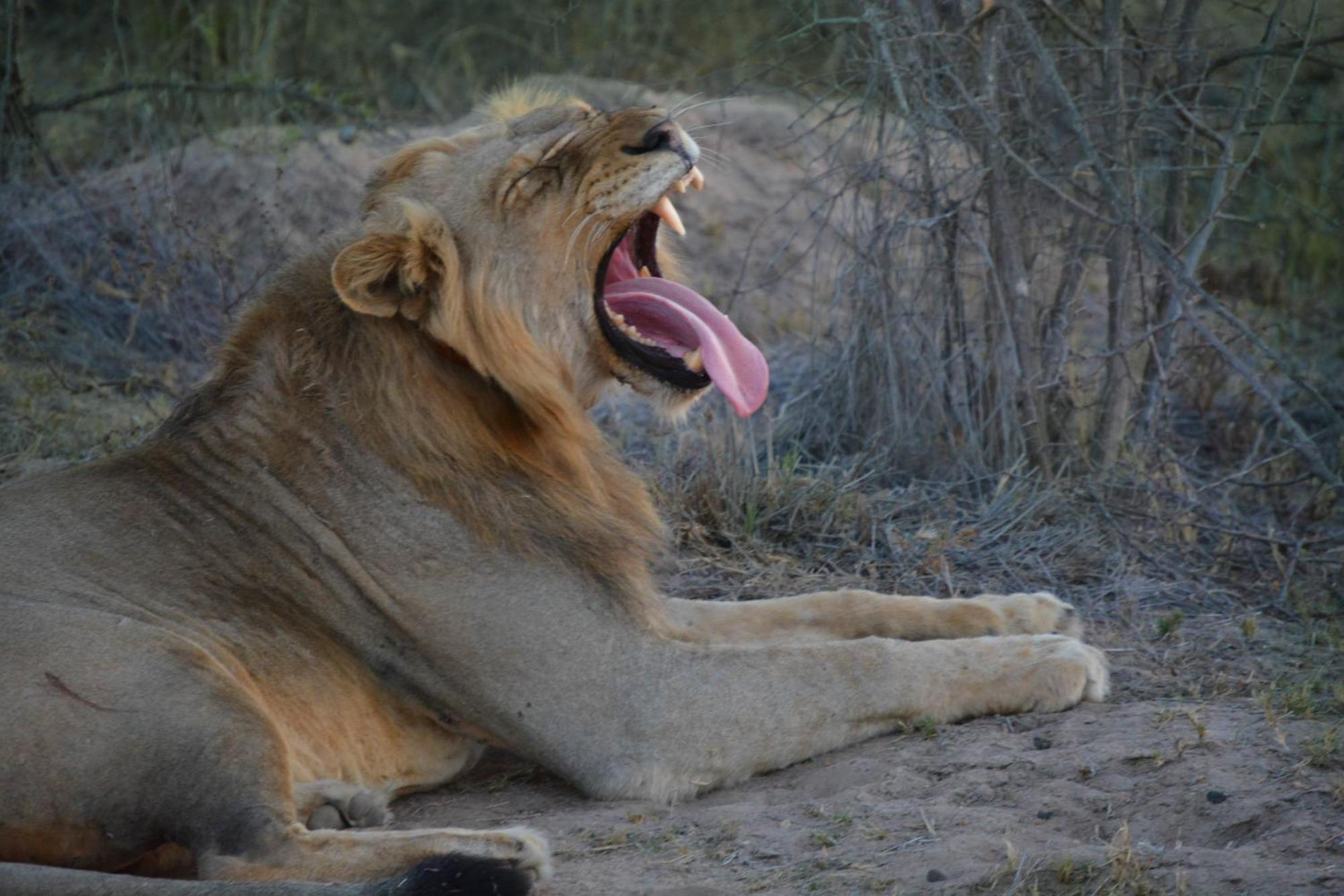 Am Lodge - Hoedspruit Bagian luar foto