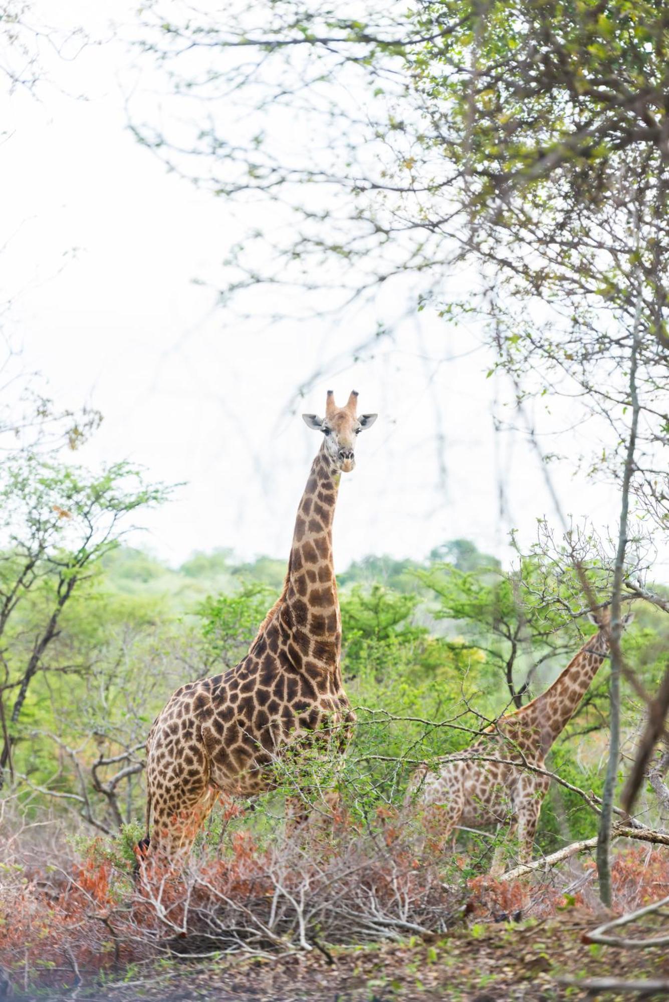 Am Lodge - Hoedspruit Bagian luar foto