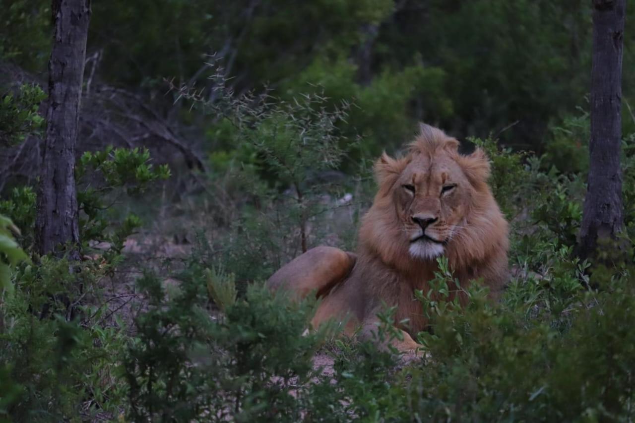 Am Lodge - Hoedspruit Bagian luar foto